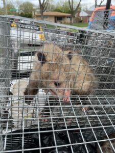 Wildlife Control Hayes Township